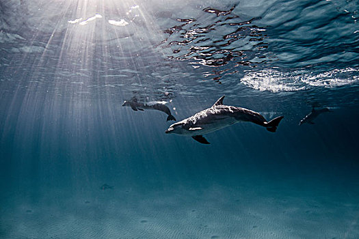 水下视角,海豚,游动,靠近,表面
