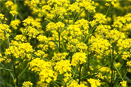 黄色,油菜籽,花,甘蓝型油菜