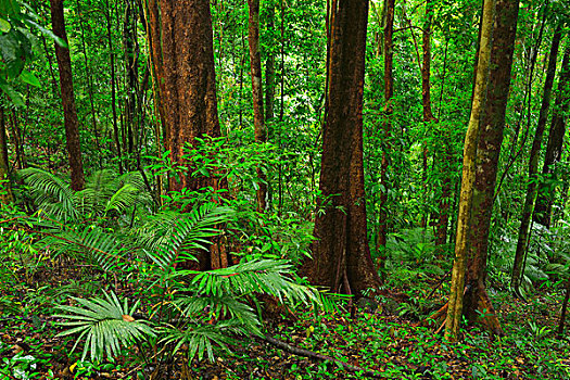 雨林,国家公园,峡谷,昆士兰,澳大利亚
