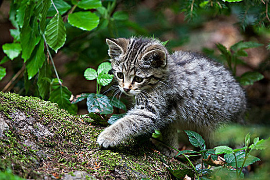 年轻,野猫科动物,户外,动物,围挡,巴伐利亚森林,巴伐利亚,德国,欧洲