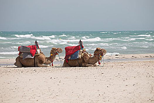 单峰骆驼,卧,沙子,海滩,杰尔巴,突尼斯,非洲