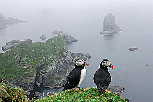 角嘴海雀,僧侣,北极,国家,自然,预留,岛屿,群岛,设得兰群岛