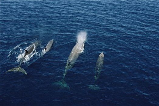 宽吻海豚,鲸,群,平面,新斯科舍省