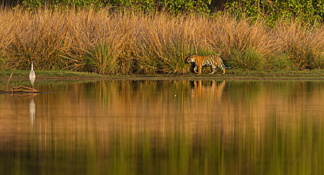 孟加拉,印度虎,虎,走,湖岸,高,草,后面,伦滕波尔国家公园,拉贾斯坦邦,印度,亚洲