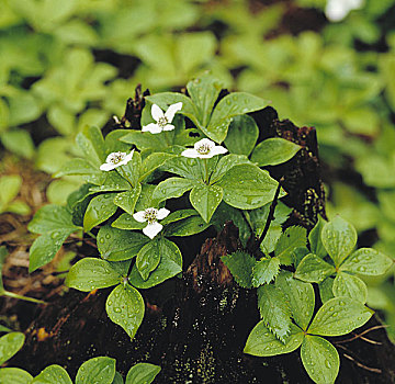 野生植物