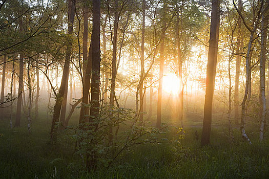 日出,后面,树林,吕根岛,梅克伦堡州,德国