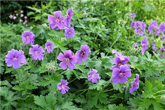 紫色,天竺葵,蜜蜂