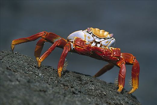 细纹方蟹,方蟹,岩石上,圣地亚哥,岛屿,加拉帕戈斯群岛,厄瓜多尔