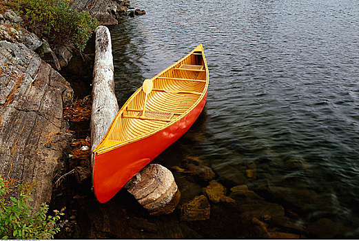 独木舟,松树,湖,阿尔冈金省立公园,安大略省,加拿大