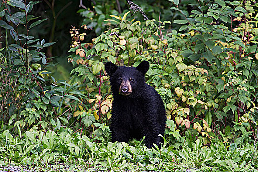 小,黑熊,幼兽,站立,绿色,灌木丛,安克里奇,阿拉斯加,美国