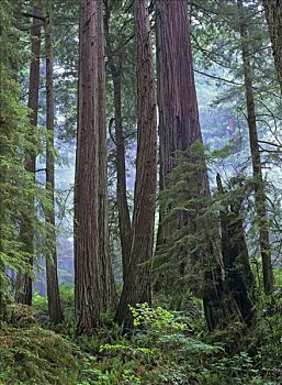 成熟林,树林,北美红杉,站立,加利福尼亚