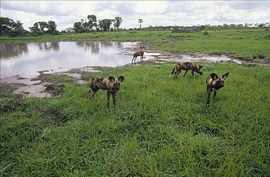 非洲野狗,非洲野犬属,水潭,莫瑞米,野生动植物保护区,博茨瓦纳