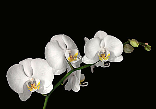 白色,兰花,隔绝,黑色背景