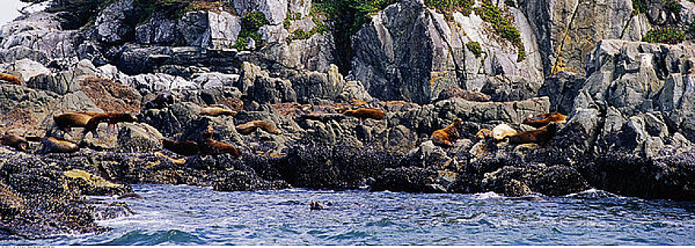 海狮,岛屿,环太平洋国家公园
