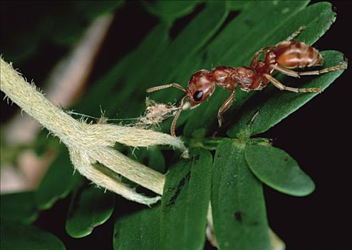 蚂蚁,分开,藤,叶子,主人,刺,金合欢,刺槐,左边,一个,荫凉,杀