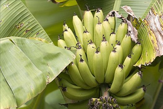 芭蕉属植物,委内瑞拉,南美
