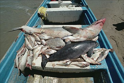 死亡,鲨鱼,鱼,加利福尼亚湾,墨西哥