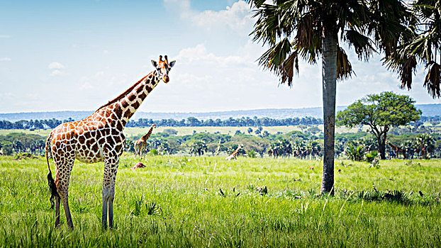长颈鹿,秋天,国家公园,乌干达