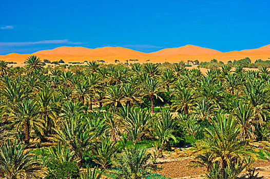 手掌,小树林,椰枣,正面,沙丘,却比沙丘,撒哈拉沙漠,南方,摩洛哥,非洲