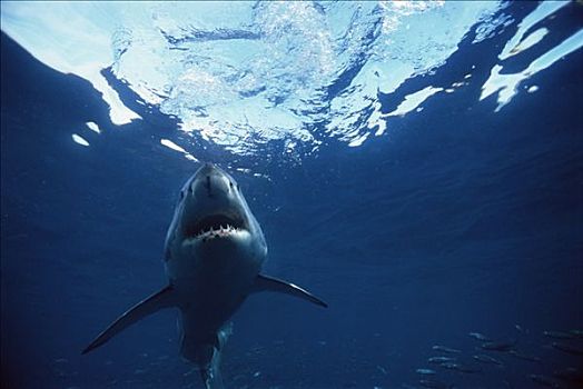 大白鲨,沙鲨属,水下,岛屿,澳洲南部