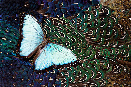 蓝色大闪蝶,热带,蝴蝶,胸部,羽毛,环颈雉,设计