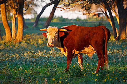 公牛,退休,草场,靠近,德克萨斯,美国