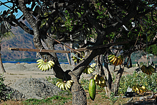 close,up,of,bunch,bananas