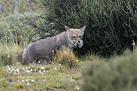 南美,灰色,狐狸,捕食,嘴,托雷德裴恩国家公园,巴塔哥尼亚,智利