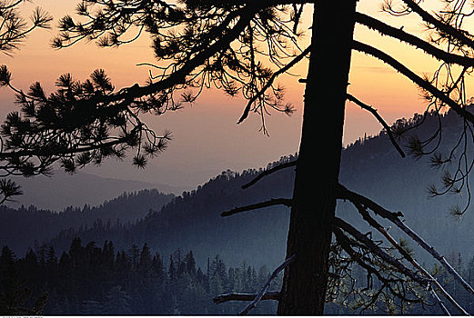 美洲杉,国王峡谷,国家公园,日落,加利福尼亚,美国