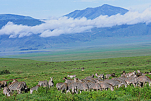 坦桑尼亚,恩戈罗恩戈罗火山口,牧群,斑马,景色
