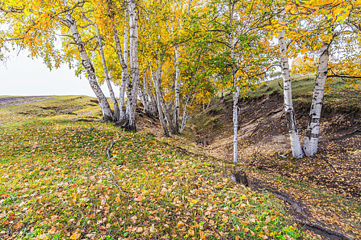秋天乌兰布统草原金黄色的白桦林,内蒙古自治区克什克腾旗