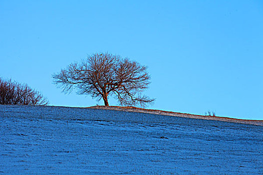 树,白桦,诗情画意,安静,寂静,草原,冬季,天空