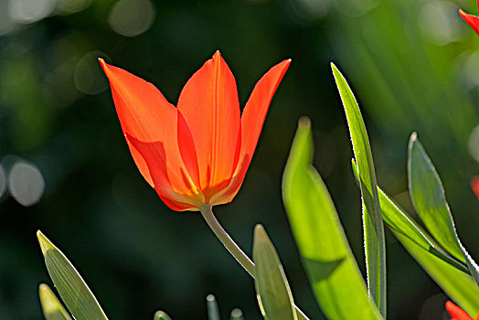 红色,郁金香,郁金香属,花,德国,欧洲