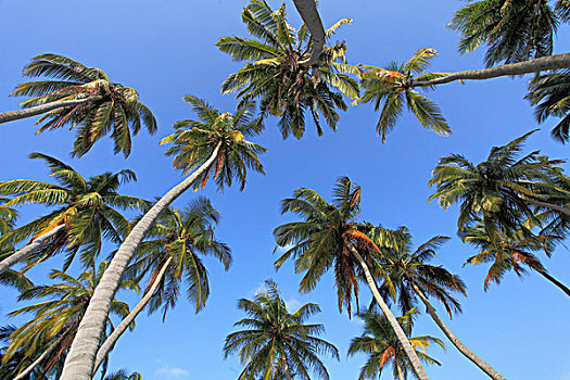 马尔代夫,岛屿,椰树,小树林
