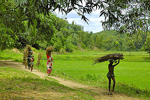 女人,男孩,女孩,木柴,孟加拉,八月,2006年