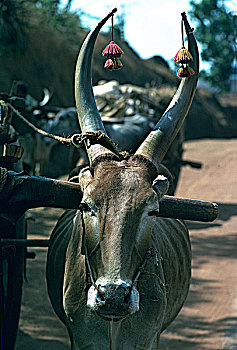 印度,迈索尔,母牛