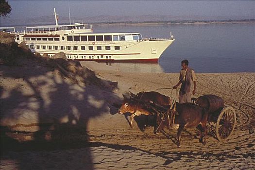 男人,骑,牛,手推车,游船,后面,蒲甘,缅甸