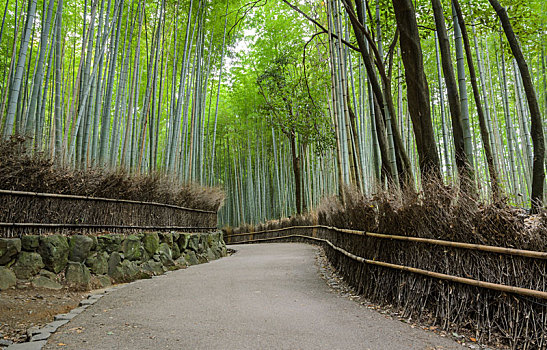 绿色,竹林,岚山,京都,日本