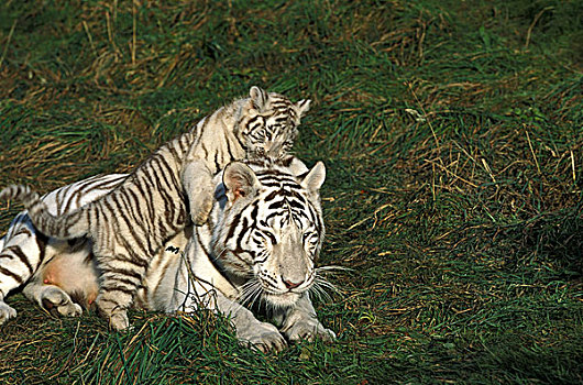 白色,虎,幼兽,玩,母兽