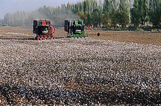 棉花田,新疆库尔勒
