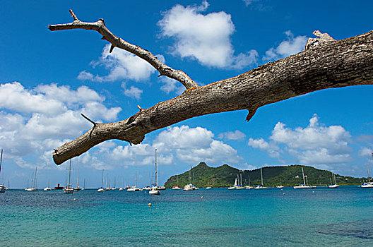 树枝,上方,湾,格林纳达,加勒比海