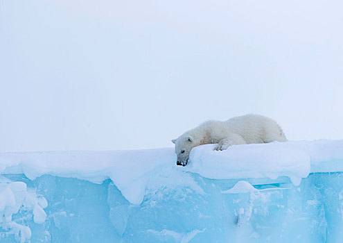 北极熊,幼兽,15个月,老,看,冰山,杂乱无章,巴芬岛,努纳武特,加拿大,北美