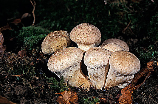 菌类,可食蘑菇,诺曼底,法国