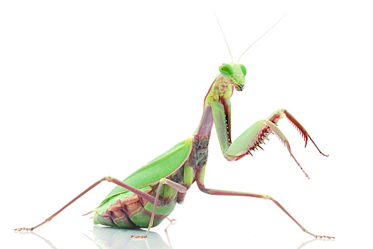 巨型螳螂的照片图片