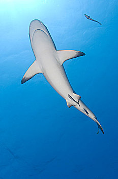 灰礁鲨,鮣鱼,巴布亚新几内亚