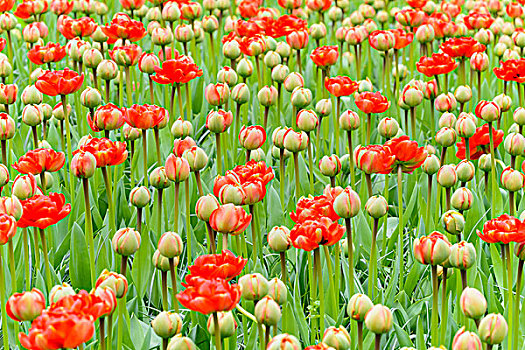 红色,郁金香,芽,开着,春天,库肯霍夫花园,荷兰南部,荷兰