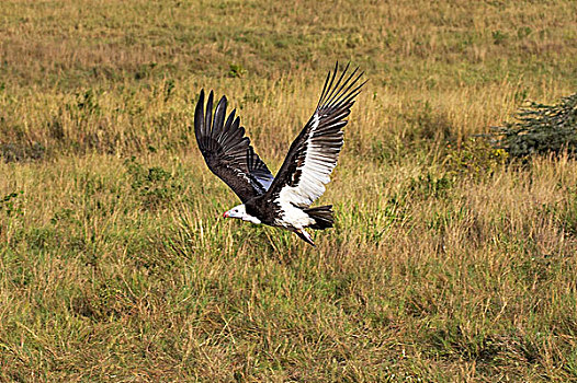 白色,秃鹰,成年,飞行,马赛马拉,公园,肯尼亚