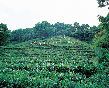 茶,陆地