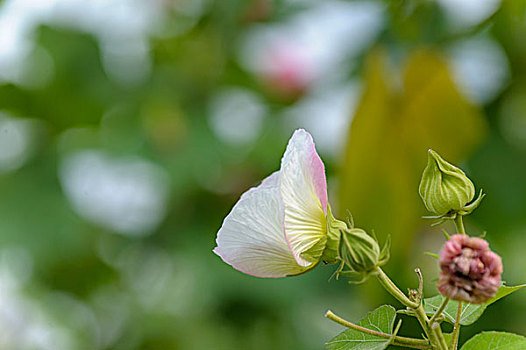 芙蓉