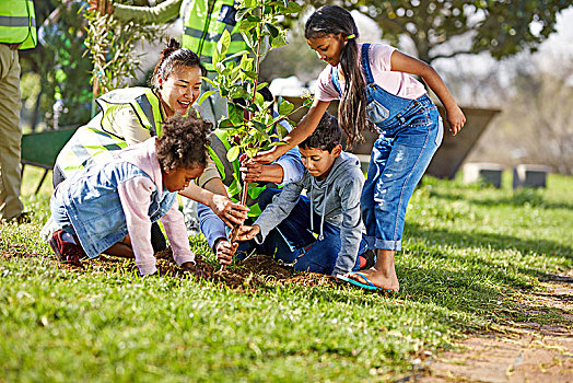 儿童,志愿者,帮助,植物,树,晴朗,公园